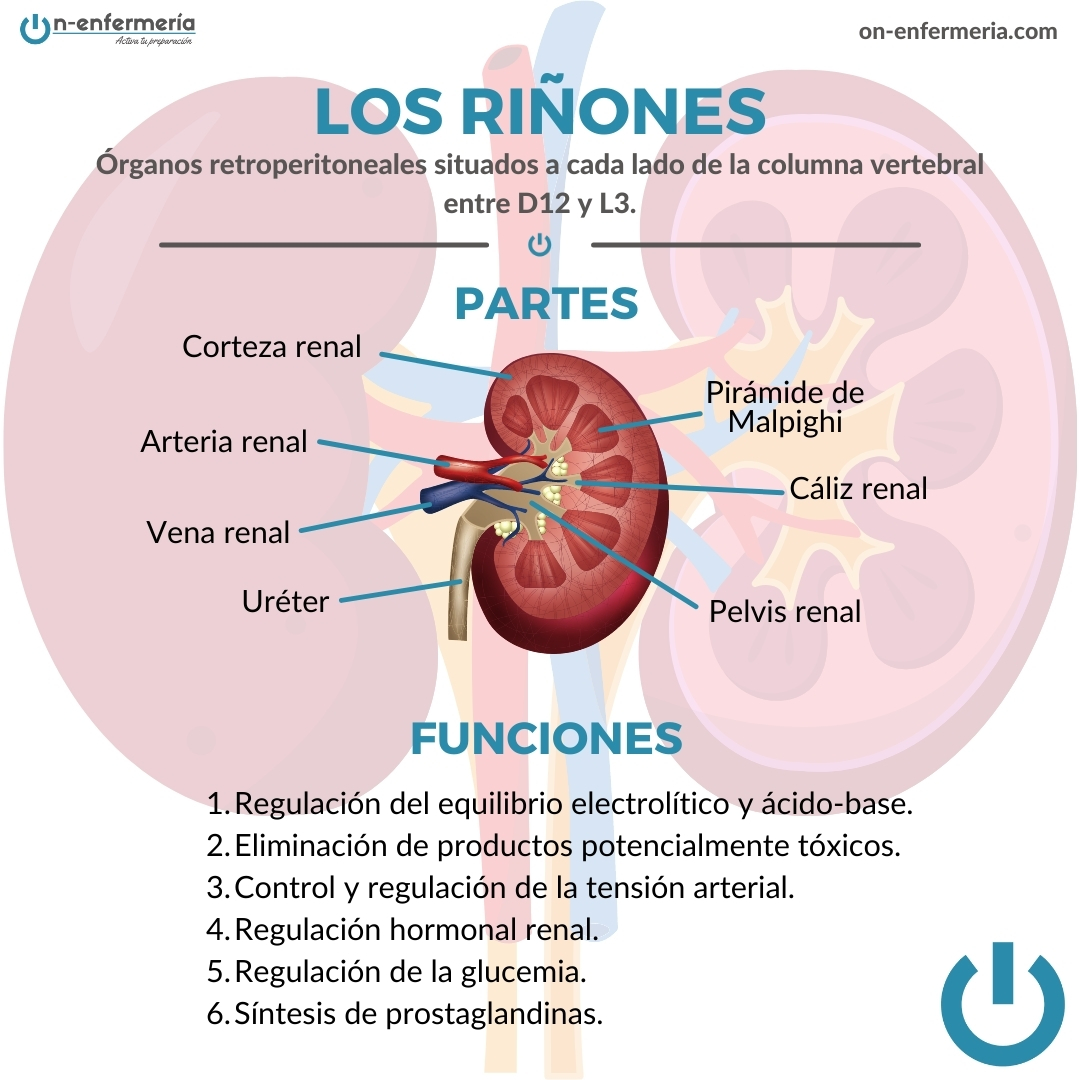 Infografía riñones