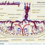 anatomia de la placenta ope enfermeria matronas 2019 2020