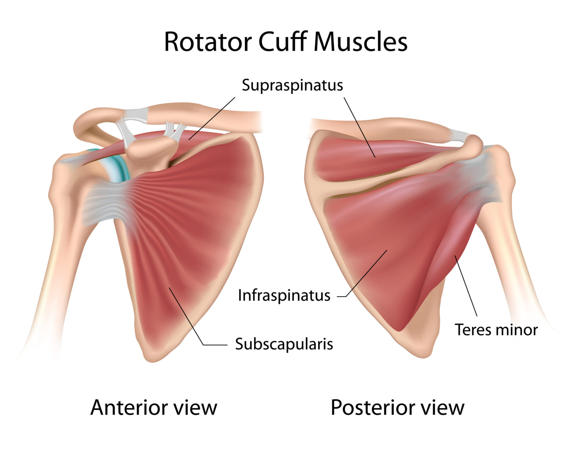 Músculos rotadores internos del hombro