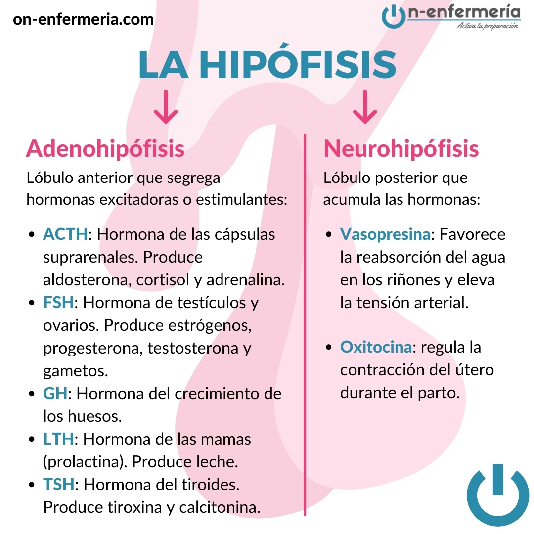 Infografía Hipófisis - Endocrino