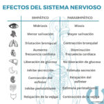 Infografía Salud Pública - Efectos del sistema nervioso